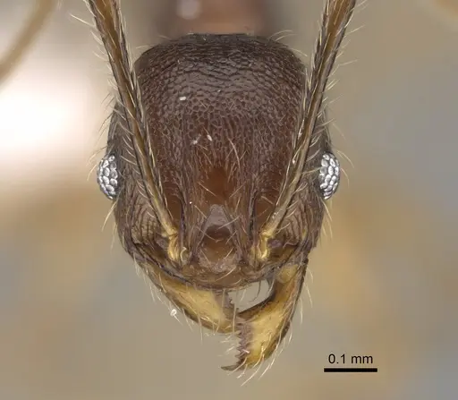 Pheidole joffreville specimen