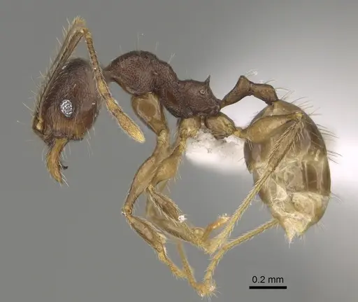 Pheidole joffreville specimen