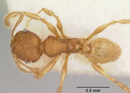 Pheidole jonas specimen