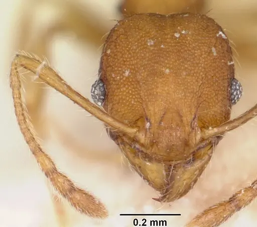 Pheidole jonas specimen