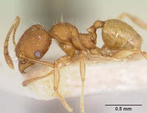 Pheidole jonas specimen