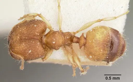 Pheidole jonas - CASENT0101758