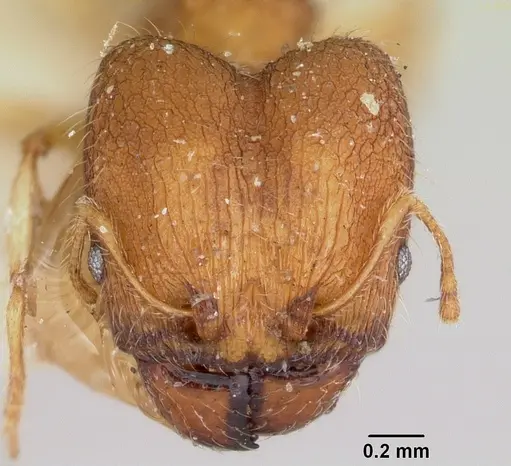 Pheidole jonas - CASENT0101758