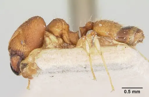 Pheidole jonas - CASENT0101758