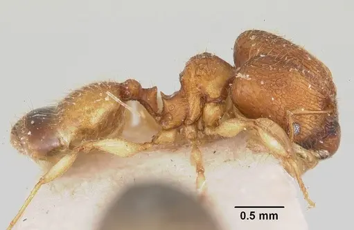 Pheidole jonas - CASENT0101758
