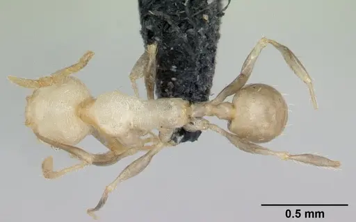Pheidole jonas - CASENT0132617