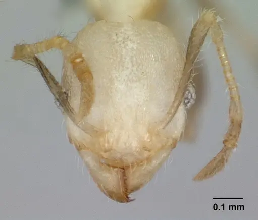 Pheidole jonas - CASENT0132617
