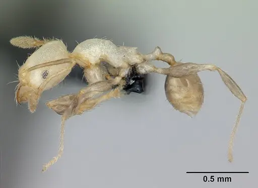 Pheidole jonas - CASENT0132617