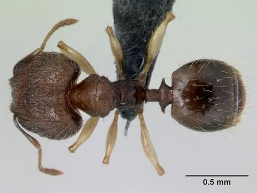 Pheidole jonas - CASENT0132683