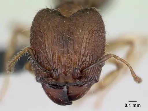 Pheidole jonas - CASENT0132683