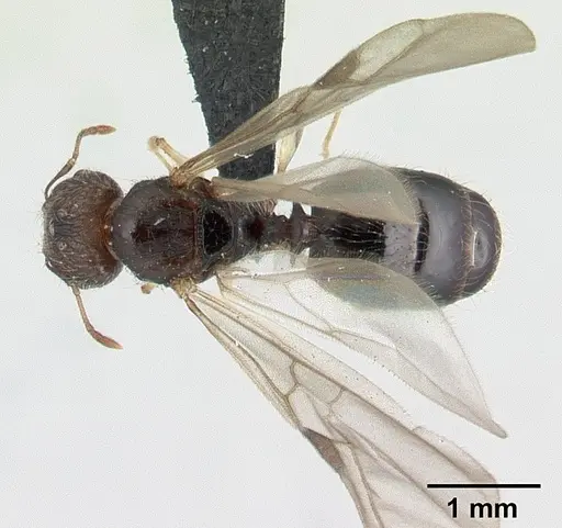 Pheidole jonas - CASENT0132751