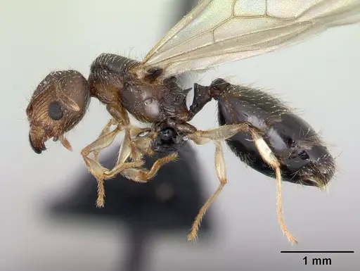 Pheidole jonas - CASENT0132751