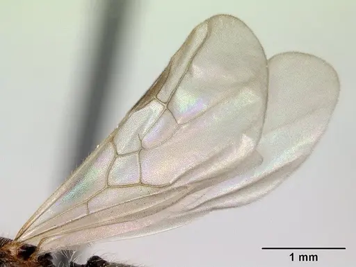 Pheidole jonas - CASENT0132751
