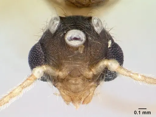 Pheidole jonas - CASENT0132955