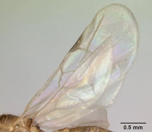 Pheidole jonas - CASENT0132955