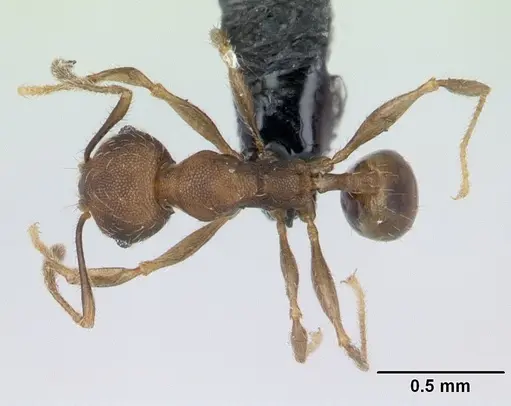 Pheidole jonas - CASENT0133662