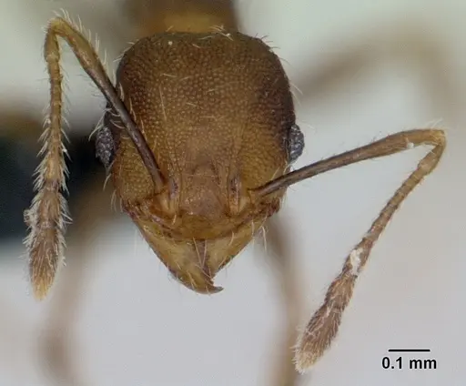 Pheidole jonas - CASENT0133662