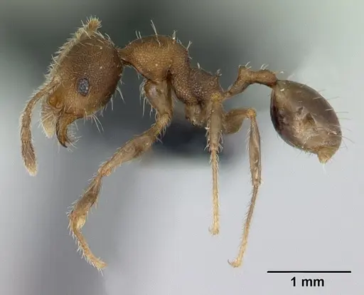 Pheidole jonas - CASENT0133662