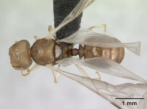 Pheidole jonas - CASENT0134902