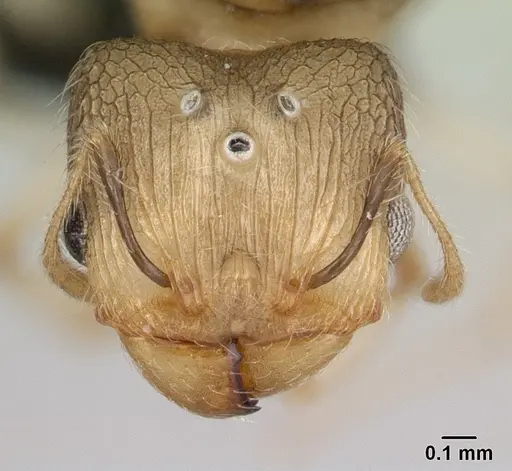 Pheidole jonas - CASENT0134902