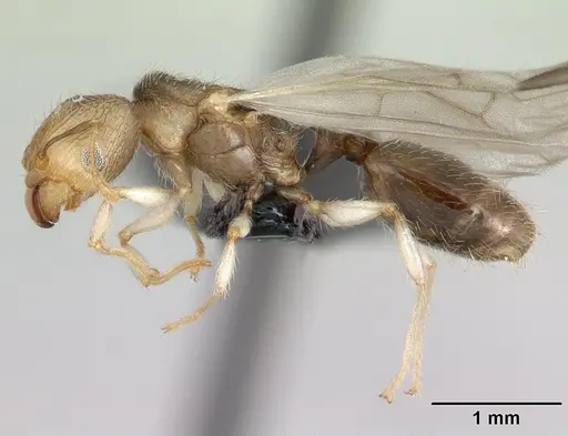 Pheidole jonas - CASENT0134902