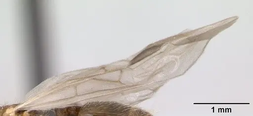 Pheidole jonas - CASENT0134902