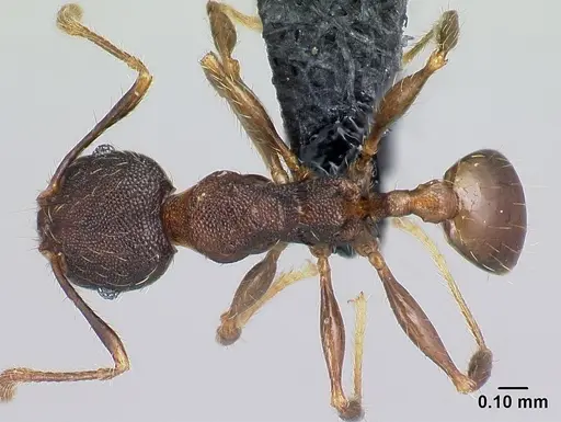 Pheidole jonas - CASENT0137020