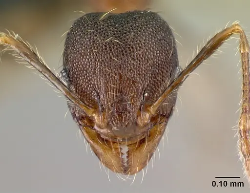 Pheidole jonas - CASENT0137020