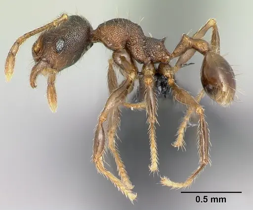 Pheidole jonas - CASENT0137020