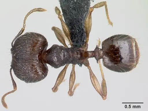 Pheidole jonas - CASENT0137046
