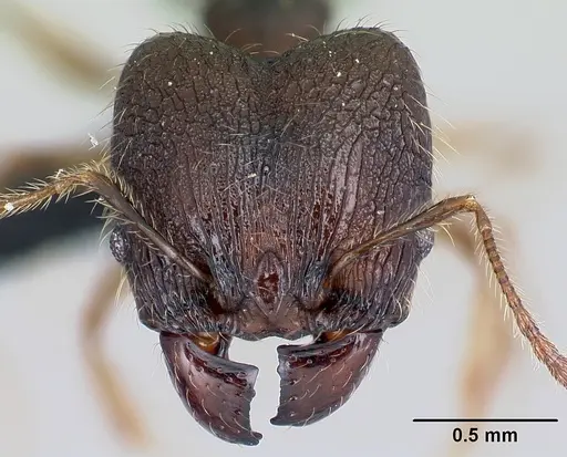 Pheidole jonas - CASENT0137046