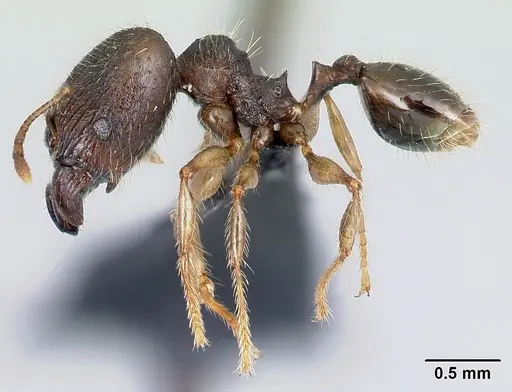 Pheidole jonas - CASENT0137046