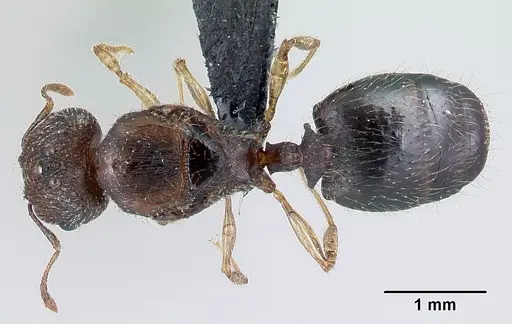 Pheidole jonas - CASENT0137207