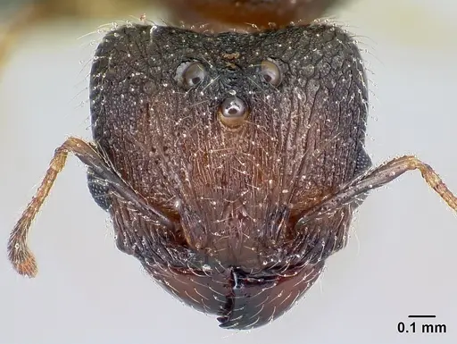 Pheidole jonas - CASENT0137207