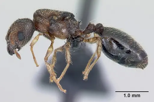 Pheidole jonas - CASENT0137207