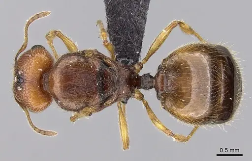 Pheidole jonas - CASENT0137511