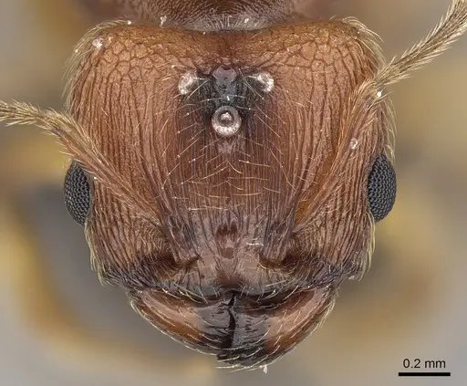 Pheidole jonas - CASENT0137511