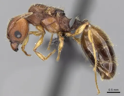 Pheidole jonas - CASENT0137511