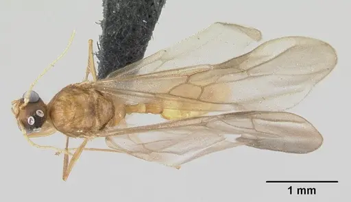 Pheidole jonas - CASENT0146798