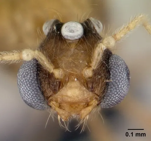 Pheidole jonas - CASENT0146798