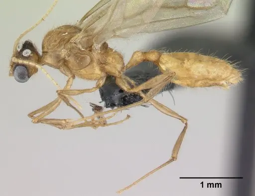 Pheidole jonas - CASENT0146798