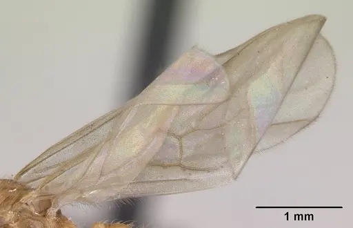 Pheidole jonas - CASENT0146798