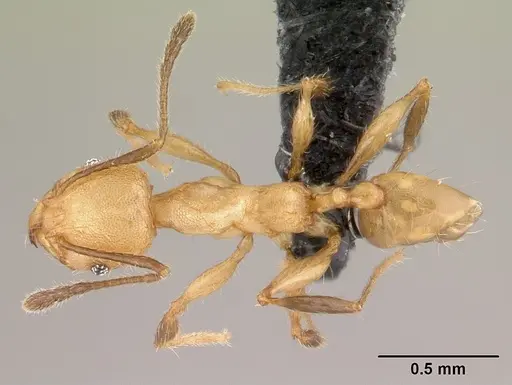 Pheidole jonas - CASENT0146830