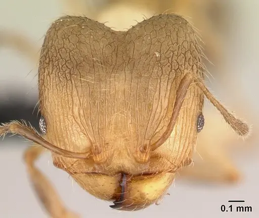 Pheidole jonas - CASENT0146830