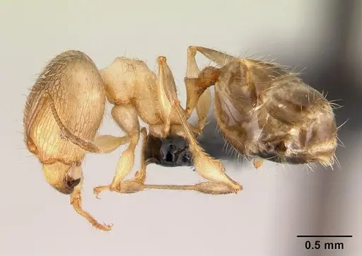 Pheidole jonas - CASENT0146830
