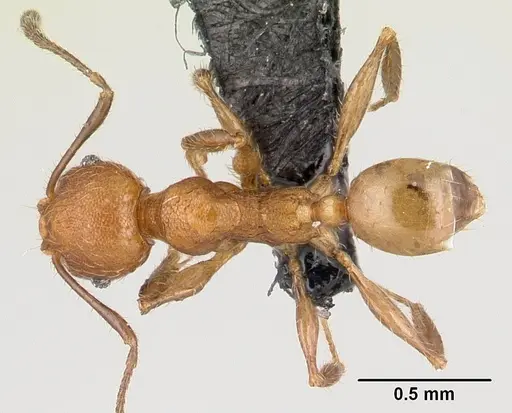 Pheidole jonas - CASENT0146934