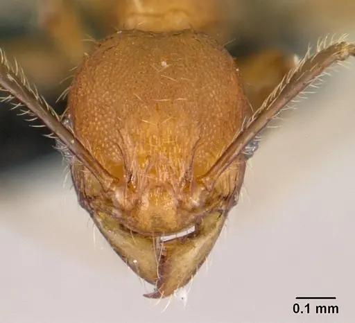 Pheidole jonas - CASENT0146934