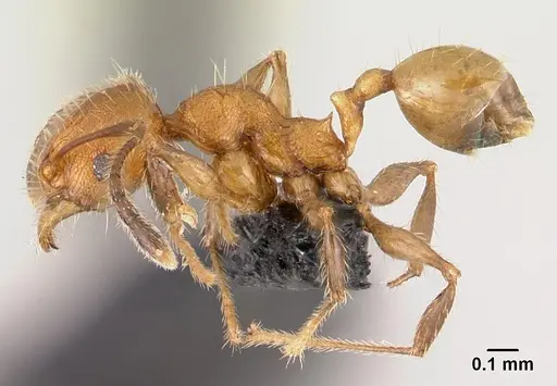 Pheidole jonas - CASENT0146934