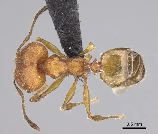 Pheidole jonas - CASENT0146955