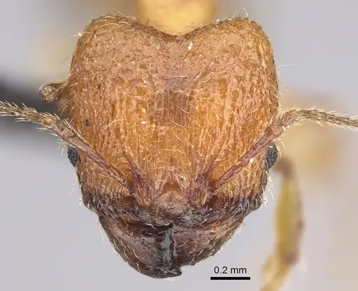 Pheidole jonas - CASENT0146955